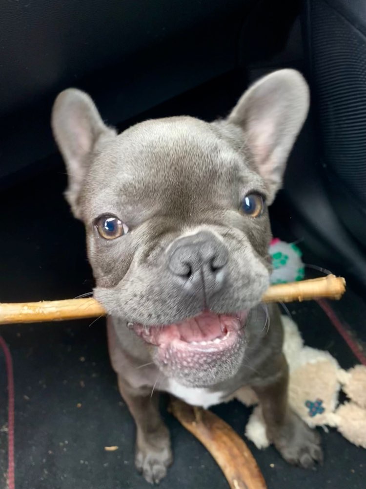 Hundetreffen-Spielbuddys🐶⚽️-Profilbild