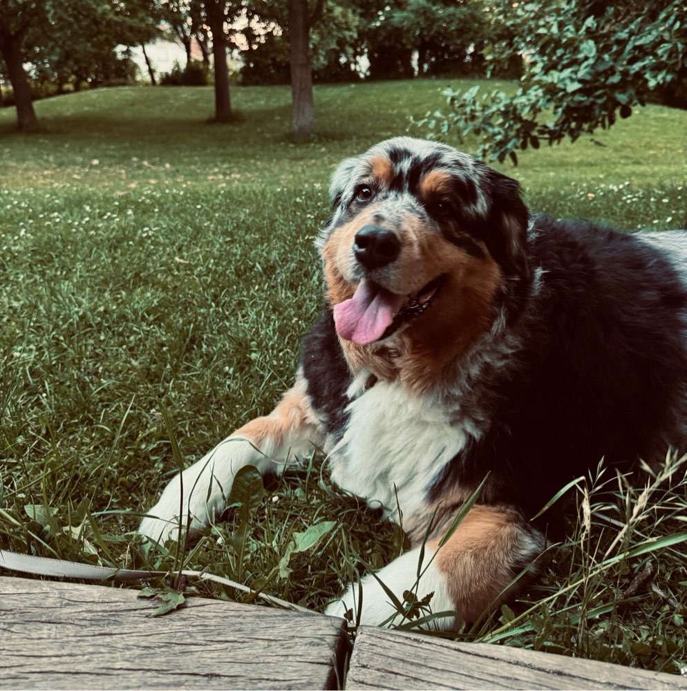 Hundetreffen-Ich biete Hundebetreuung an-Profilbild