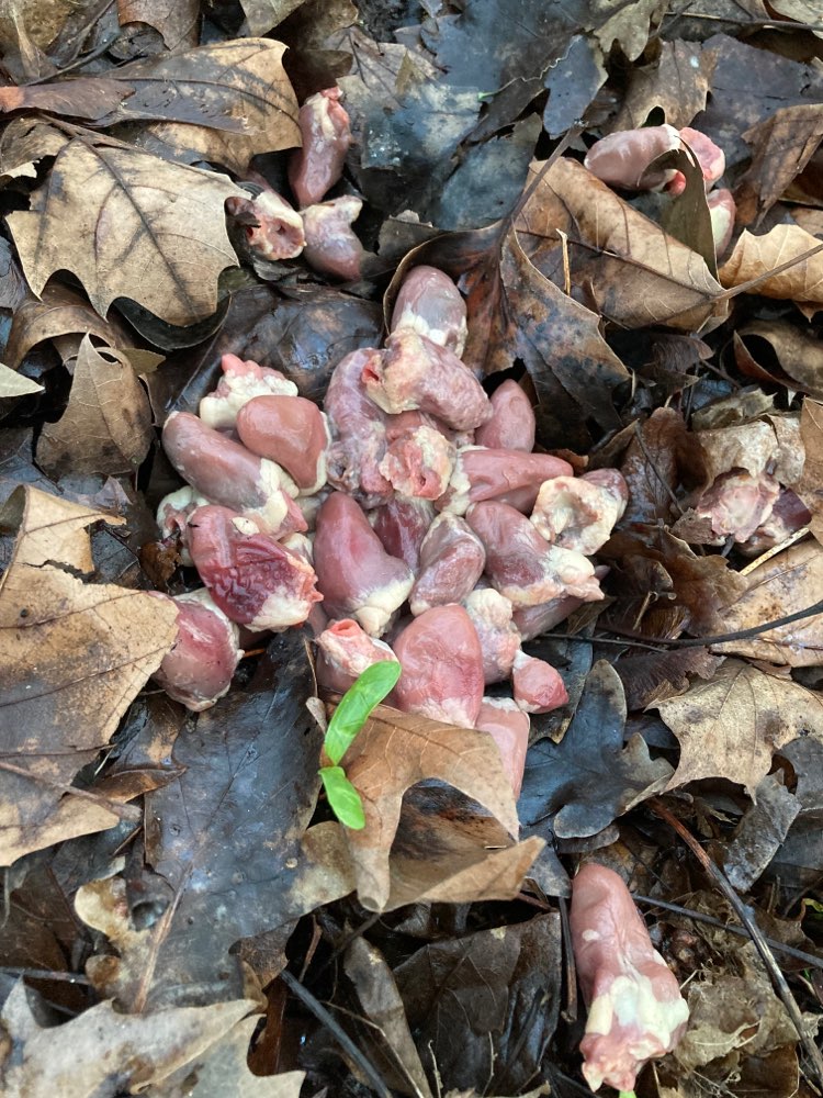 Giftköder-Hühnerherzen und Fleisch-Profilbild