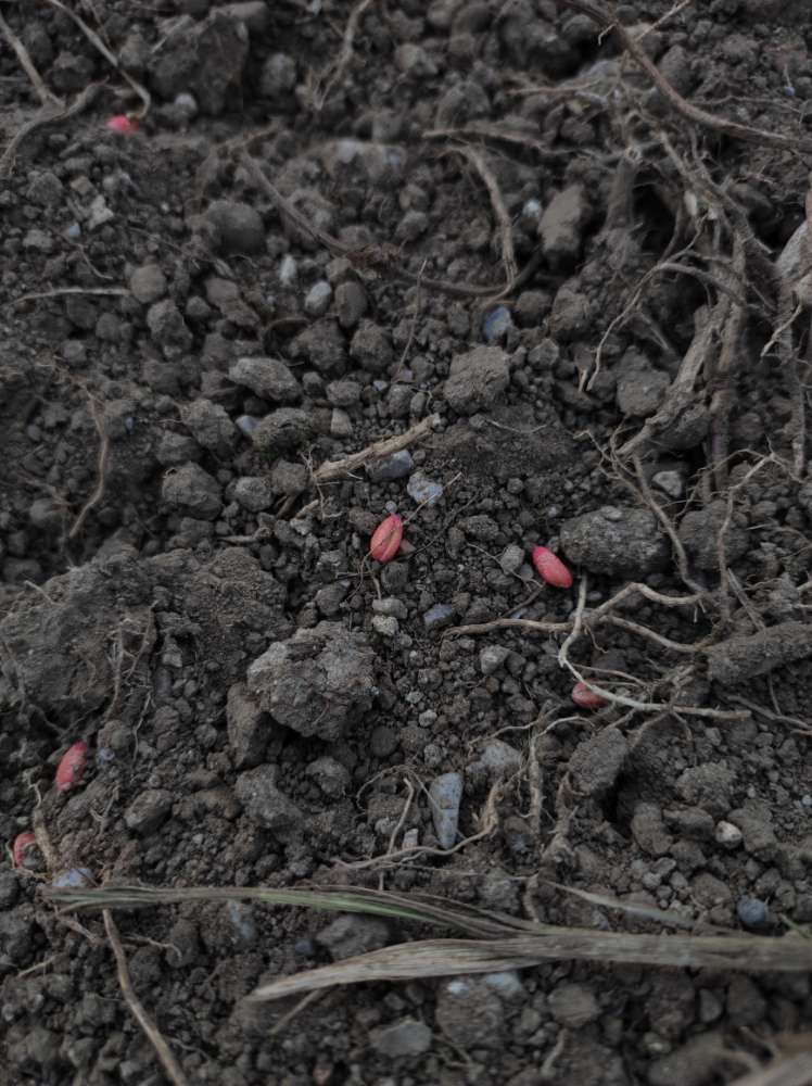 Giftköder-Roter Weizen/gebeizter Weizen!-Profilbild