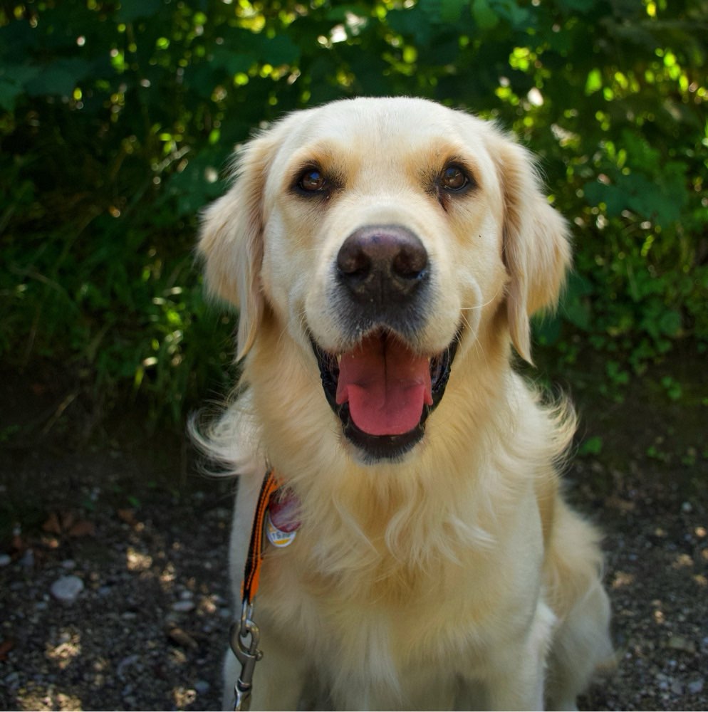 Hundetreffen-Geneinsame Spaziergänge oder Spieltreffen-Profilbild