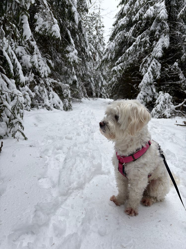 Hundetreffen-Hundefreunde finden-Profilbild