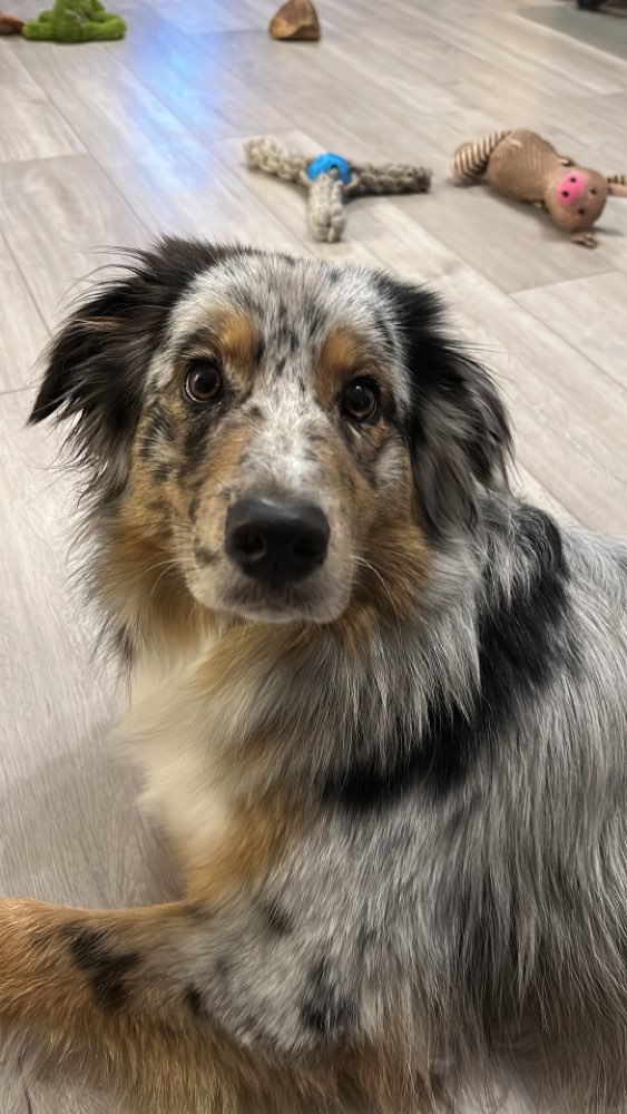 Hundetreffen-Gassi Runden-Profilbild