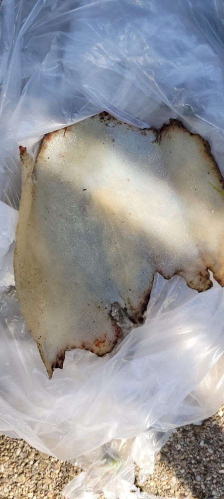 Giftköder-Vorsicht Hundebesitzer-Profilbild