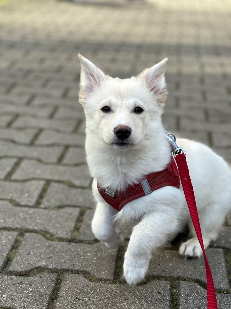 Hundetreffen-Welpen / Junghundetreffen in OF / FFM 🐾-Profilbild