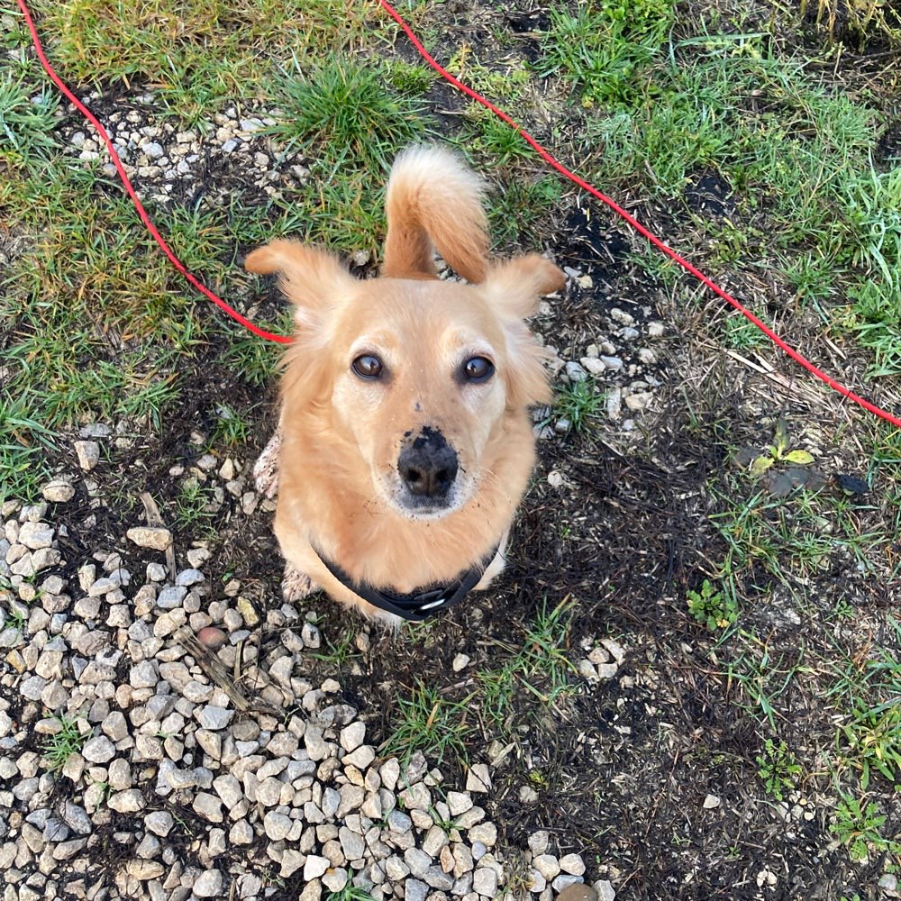 Hundetreffen-Hundebegegnungen üben- Gassi gehen - Hunde Freundin gesucht :)-Profilbild