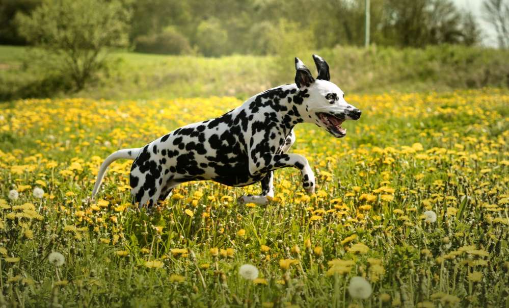 Hundetreffen-Partner gesucht für gemeinsames Training-Profilbild