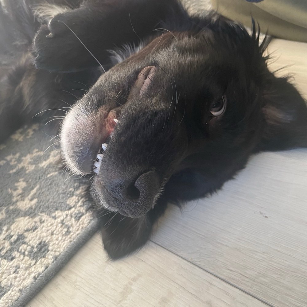 Hundetreffen-Hundekumpels gesucht-Profilbild