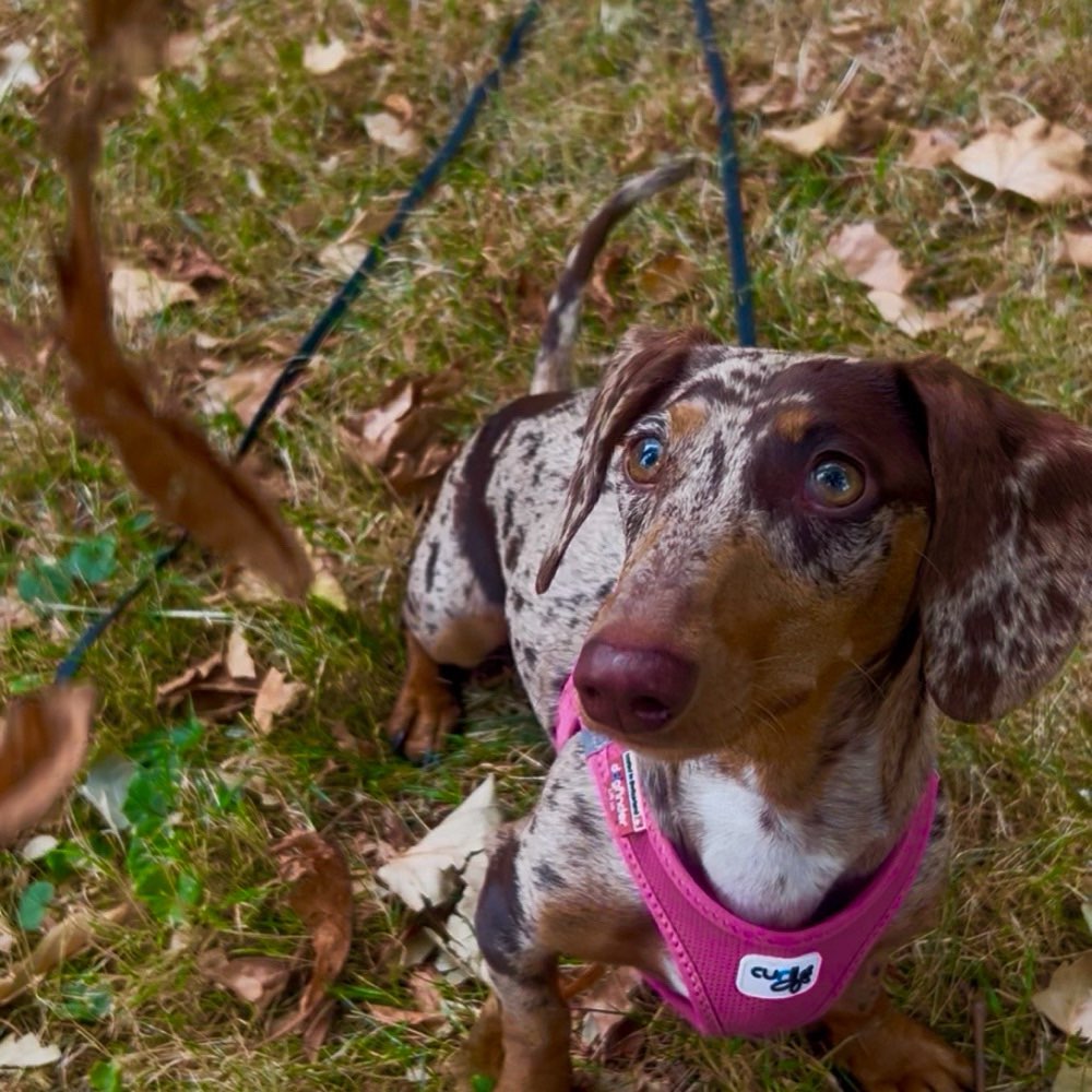Hundetreffen-Gemeinsame Gassirunde / Spielmöglichkeit-Profilbild