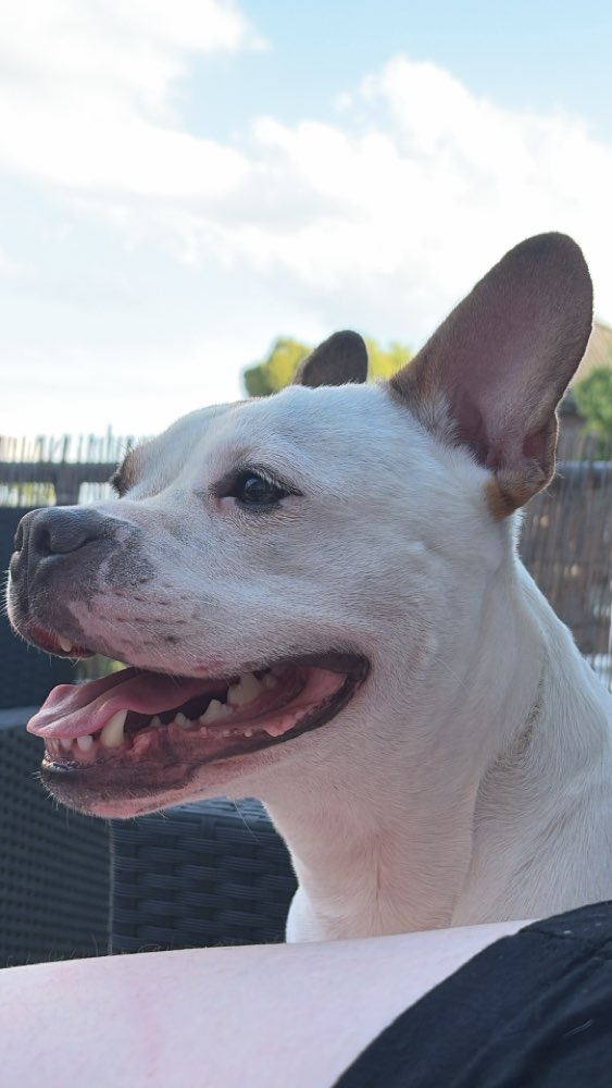 Hundetreffen-Üben mit reaktiven Hunden-Profilbild