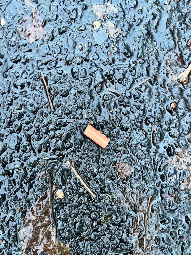 Giftköder-Rattengift-Profilbild