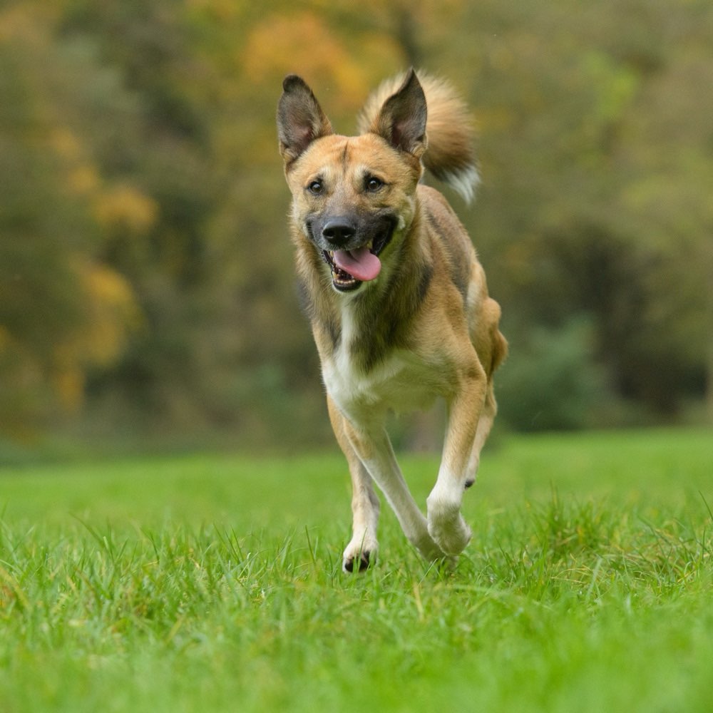 Hundetreffen-Gassirunde-Profilbild