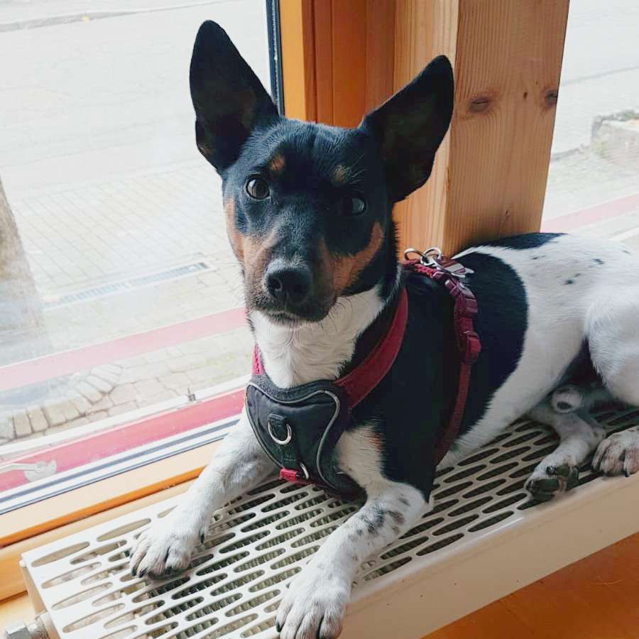 Hundetreffen-Hundebegegnungen üben-Profilbild