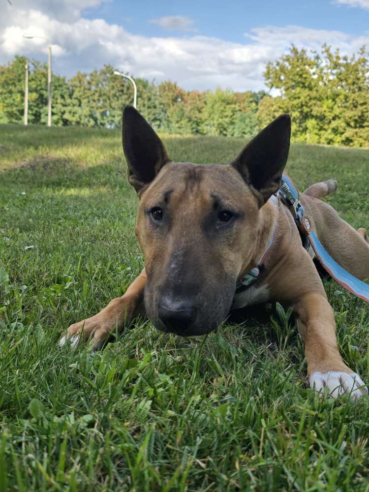 Hundetreffen-Trainingspartner-Profilbild