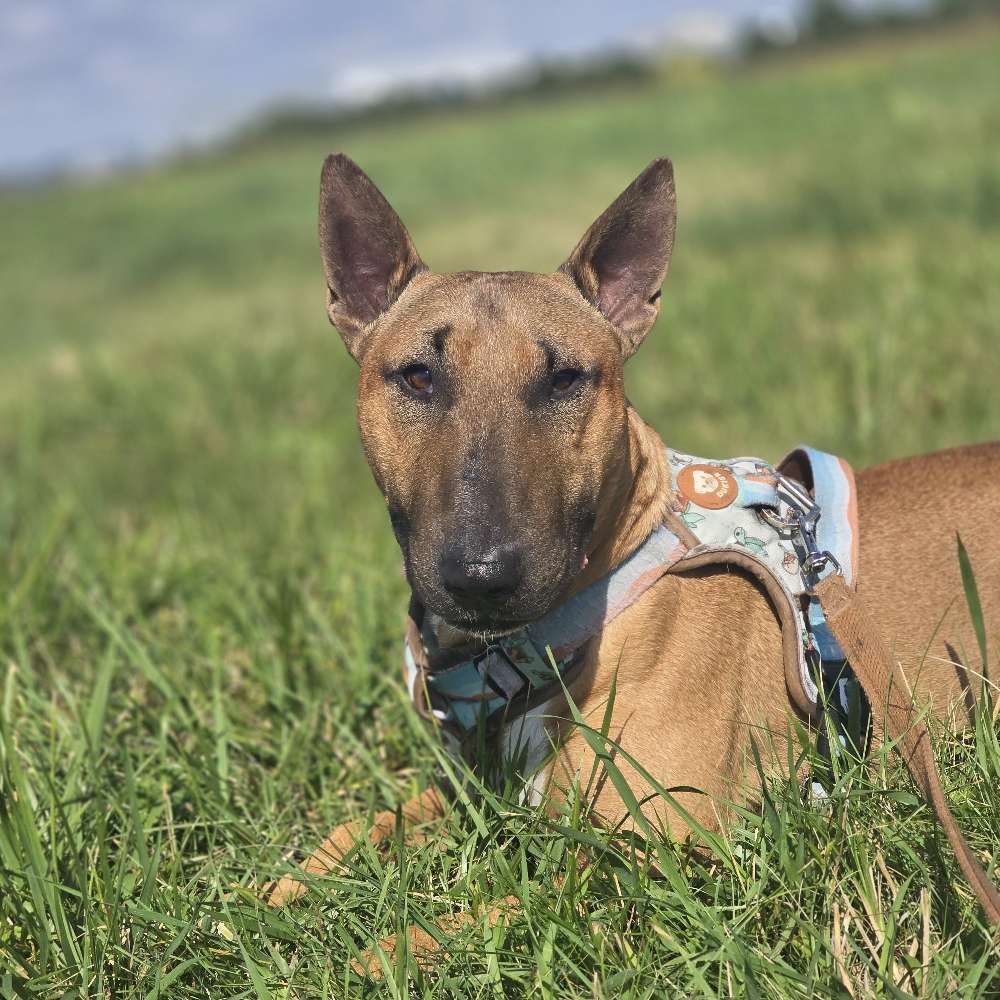 Hundetreffen-Gassi/Spiel/Training-Profilbild