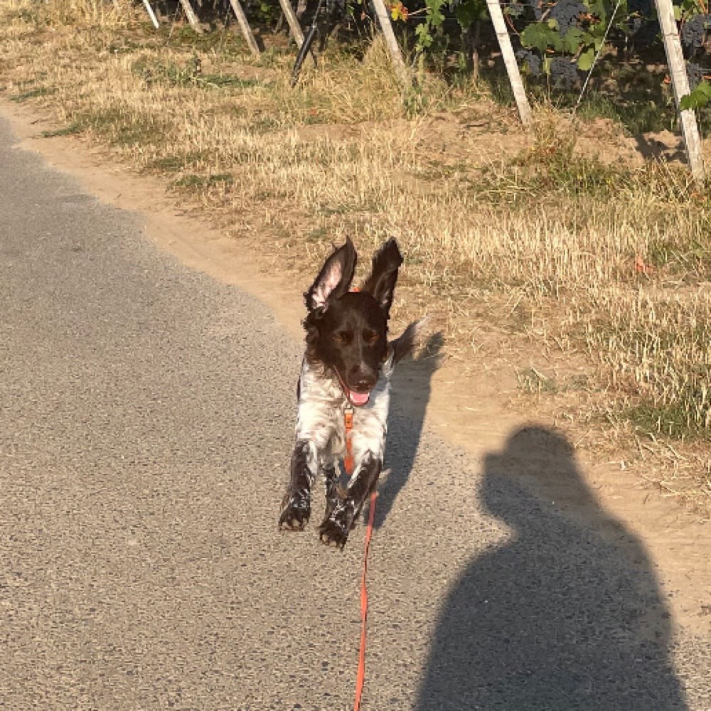 Hundetreffen-Gemeinsame Gassi gehen mit Spielen und toben-Profilbild