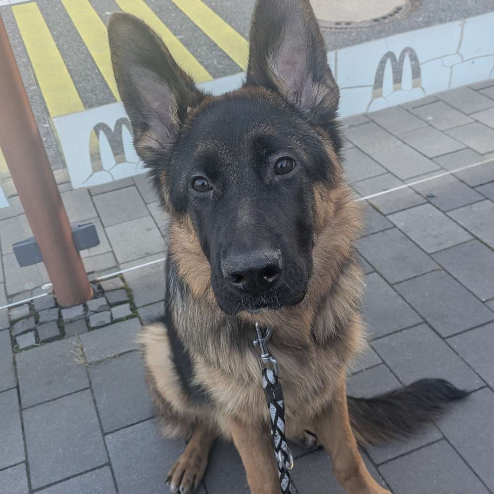 Hundetreffen-Suchen Hunde zum sozialisieren und spielen-Profilbild