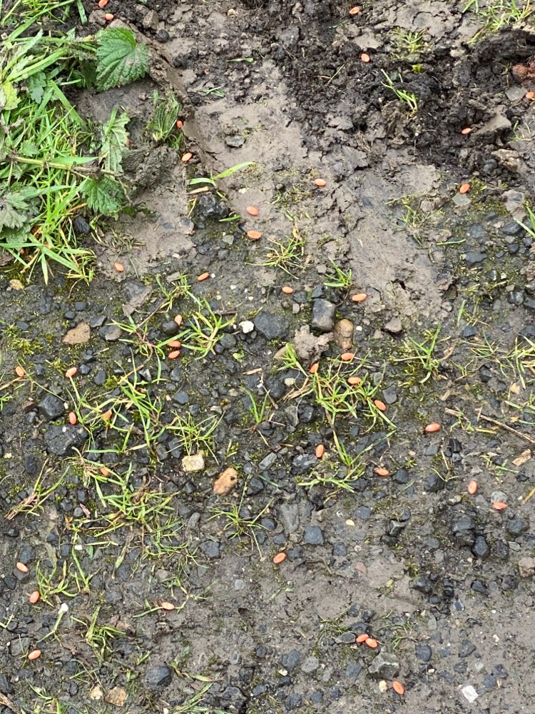 Giftköder-Evtl. Rattengift-Profilbild