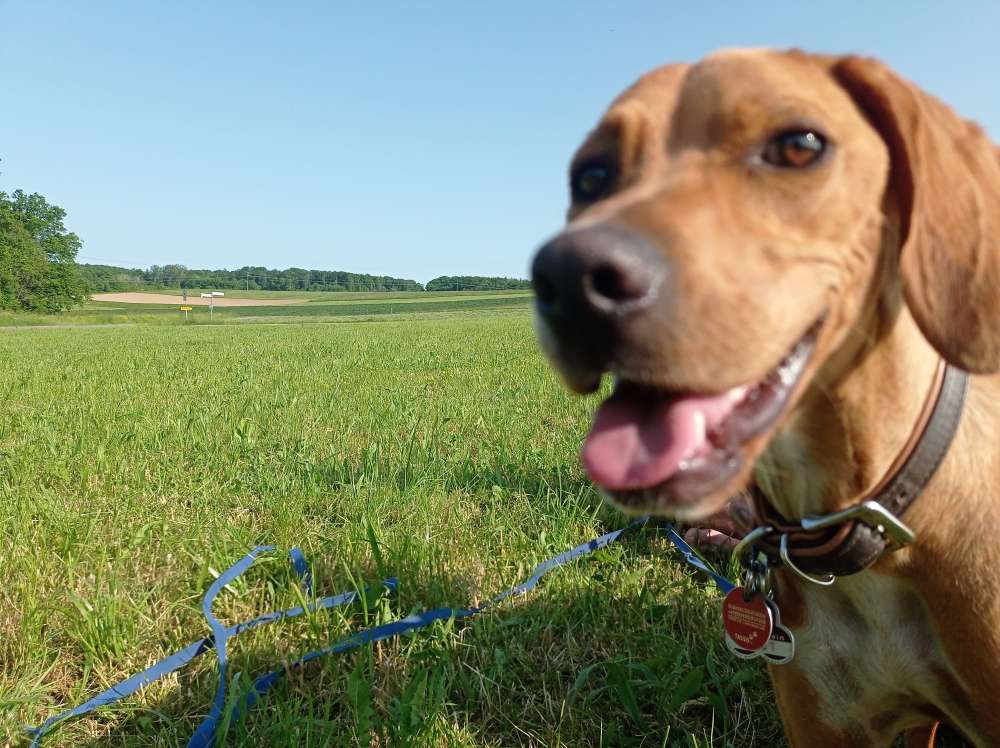 Hundetreffen-Treffen zum Spielen und Toben-Profilbild