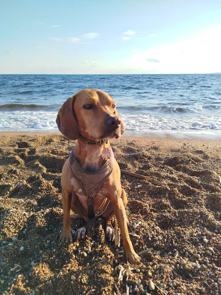 Hundetreffen-Training, Spiel, Hundekontakte-Profilbild