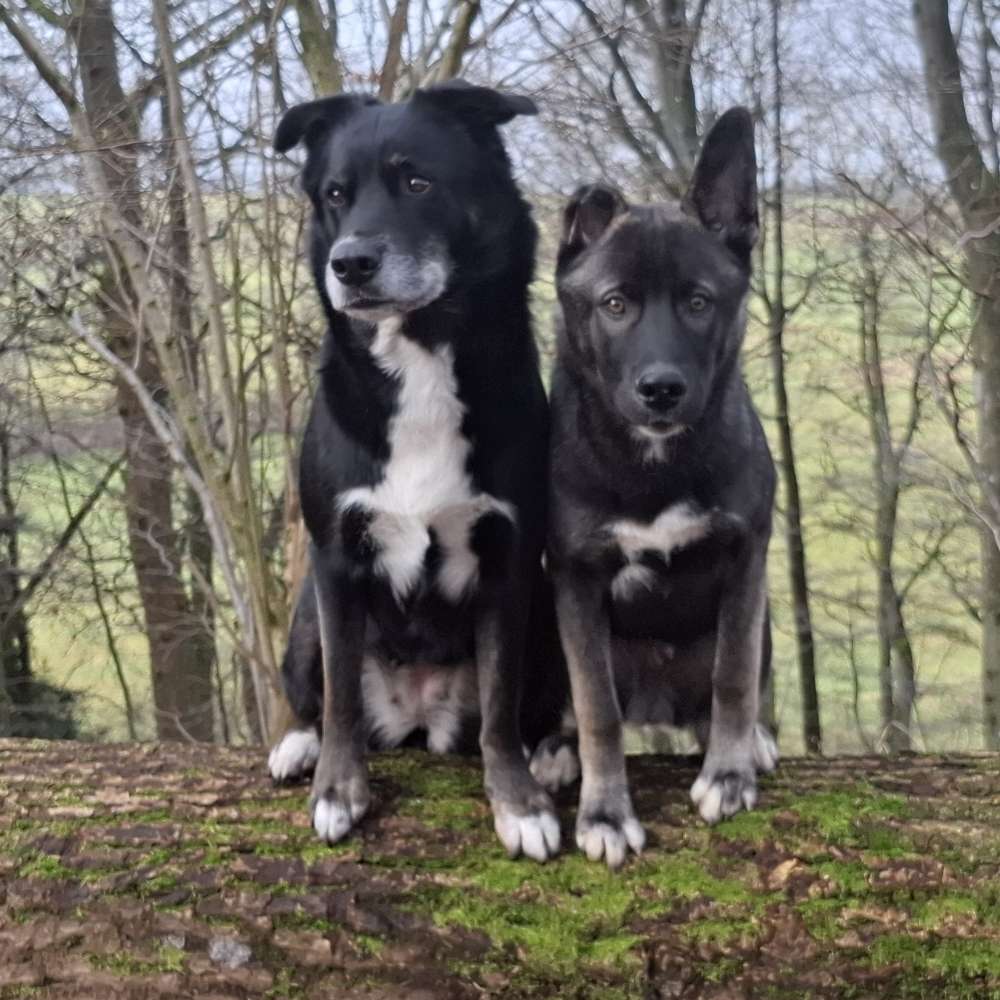 Hundetreffen-Gassitreff, Spieltreff, soziale Kontakte-Profilbild