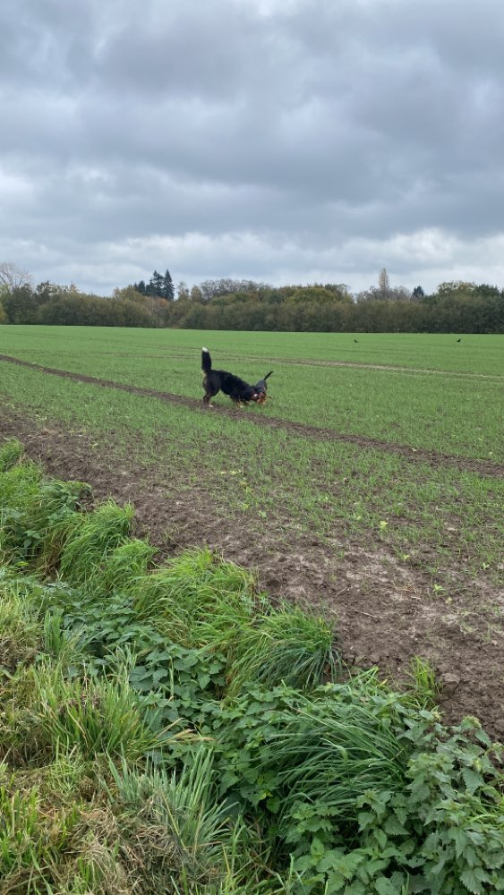 Hundetreffen-Spaziergang in Holzwickede-Profilbild