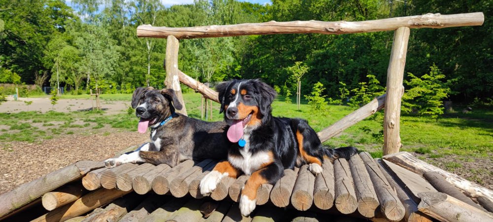 Hundetreffen-Whatsappgruppe Hundetreff/Austausch-Profilbild