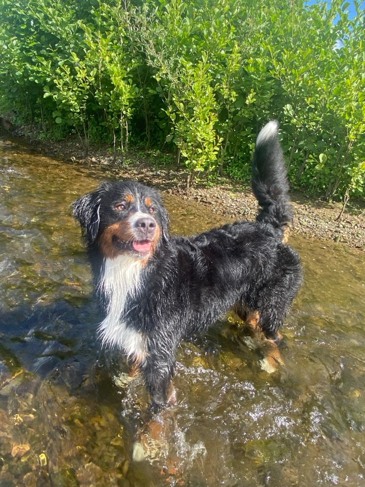 Hundetreffen-Spazieren-Profilbild