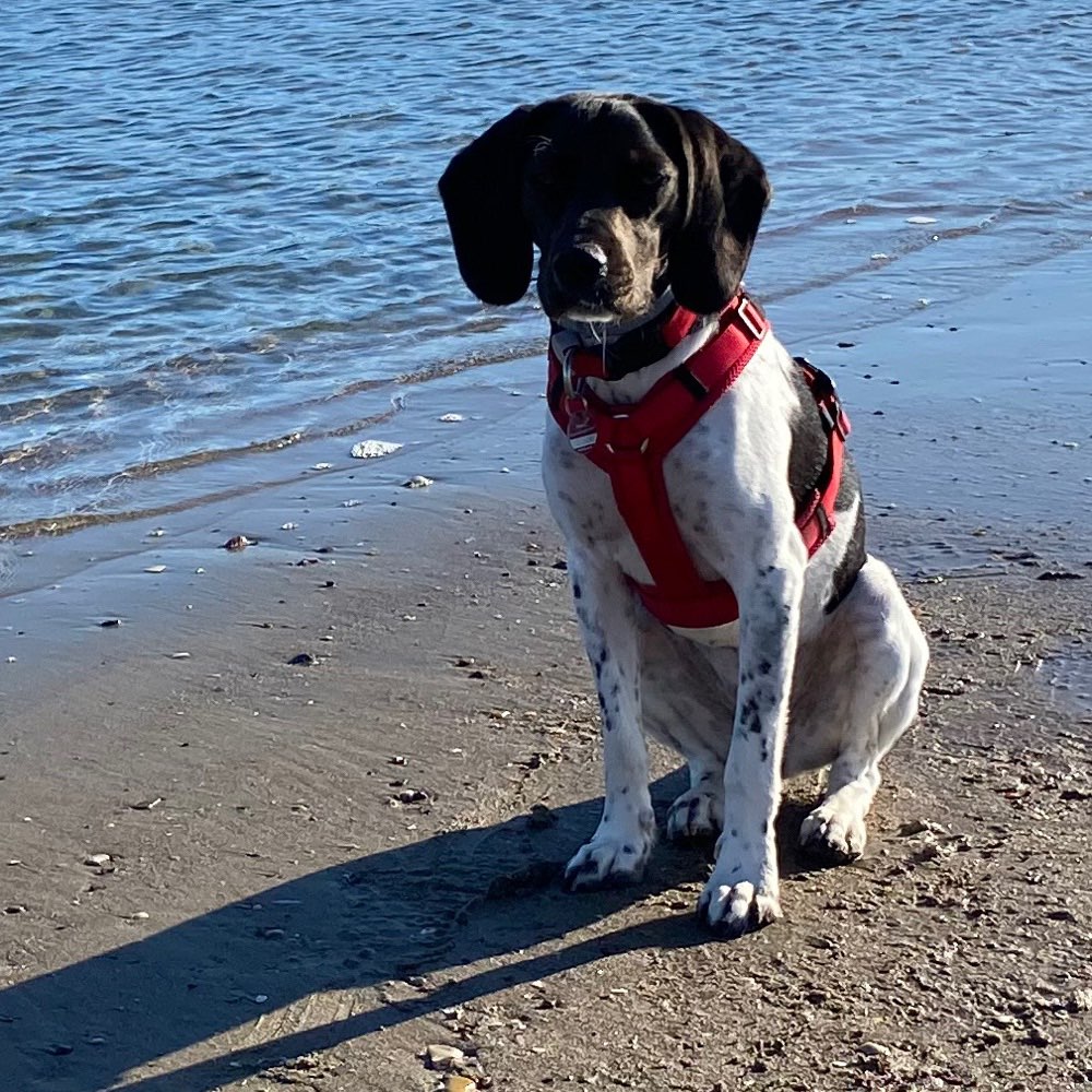 Hundetreffen-Gassirunde mit lauffreudigem Jungen Hund.-Profilbild