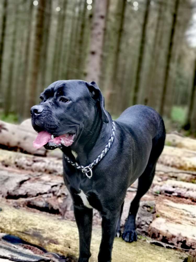 Hundetreffen-Zusammen toben-Profilbild