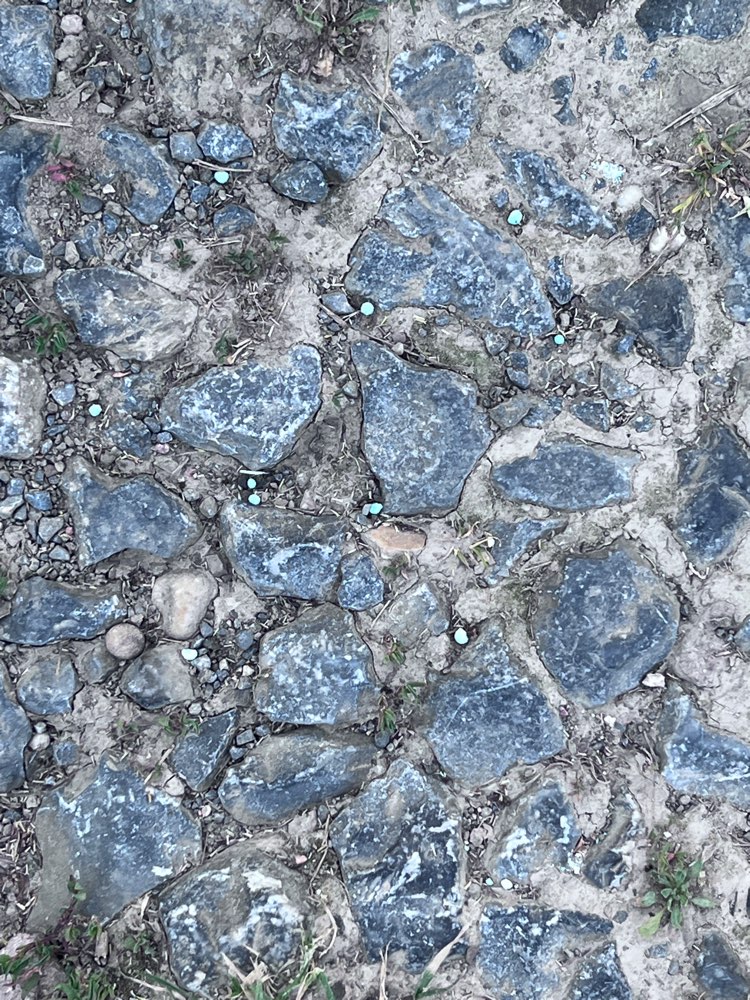 Giftköder-Blaukorn großflächig Feldweg und Feld-Profilbild