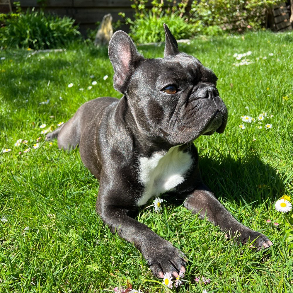 Hundetreffen-Frenchie Treff in Lünen!-Profilbild