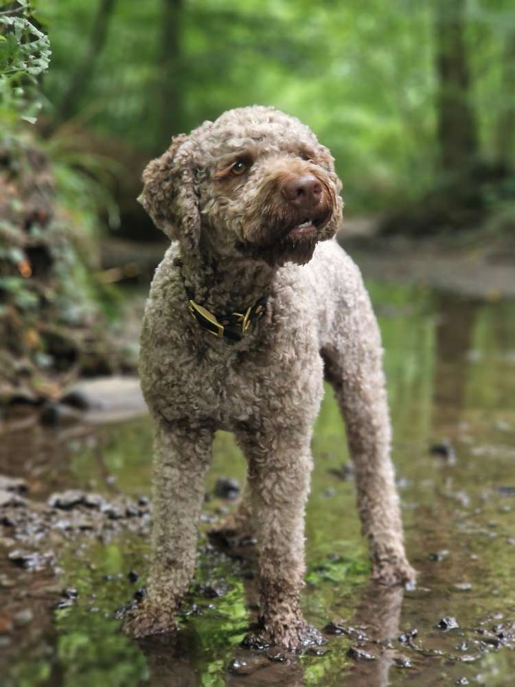 Hundetreffen-🐾 Spiel- und Spazierkumpel gesucht 🐶-Profilbild