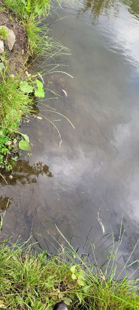 Giftköder-Tote Fische im Wasser-Profilbild