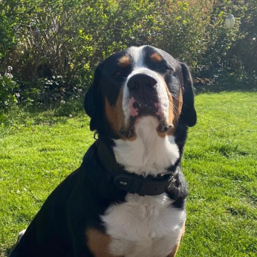 Hundetreffen-Gassirunde in Hiddestorf und Umgebung-Profilbild