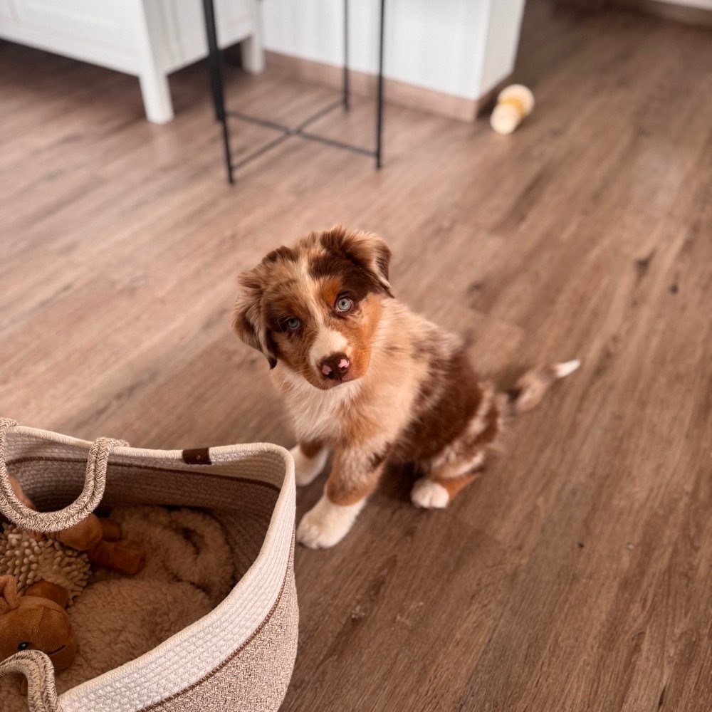 Hundetreffen-Welpentreffen (Ort : flexibel ❤️)-Profilbild