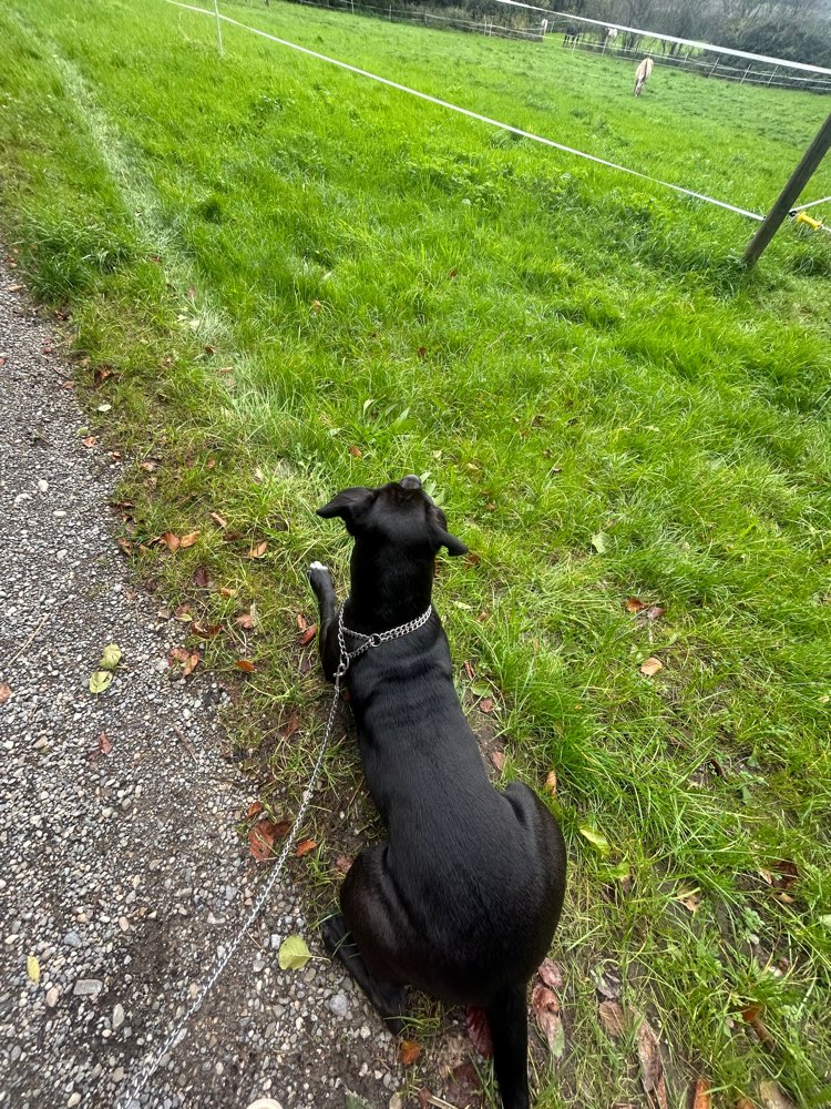 Hundetreffen-Ich würde gerne Hilfe beim Training mit meinen ersten eigenen hund bekommen sie ist 1 Jahr 4 Monate-Profilbild