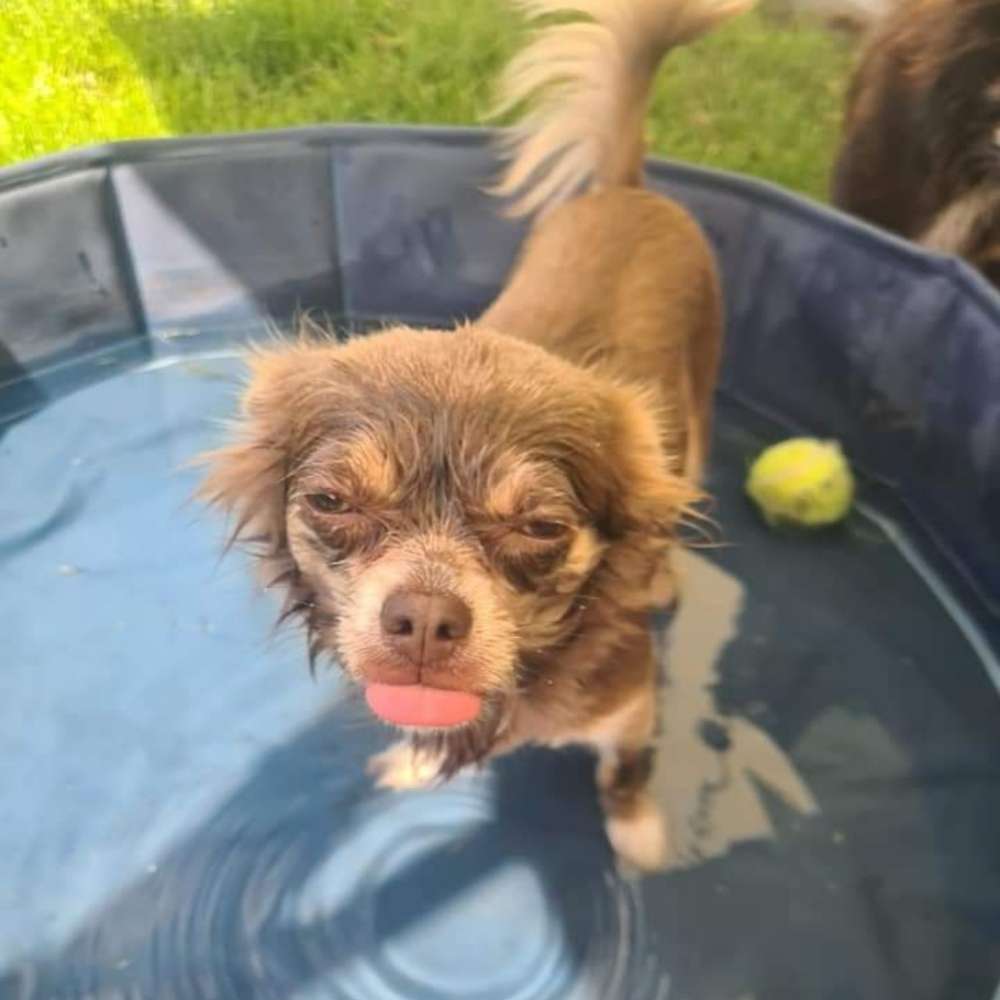 Hundetreffen-Neue Freunde-Profilbild