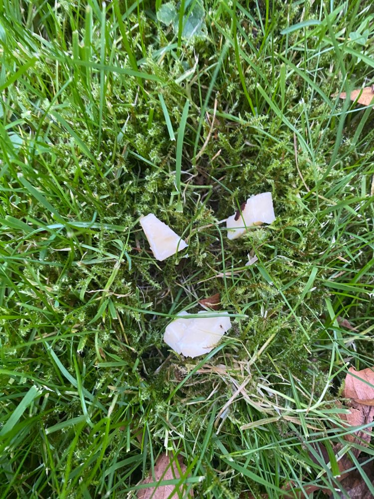 Giftköder-Eventuelle Giftköder / Käsestückchen-Profilbild