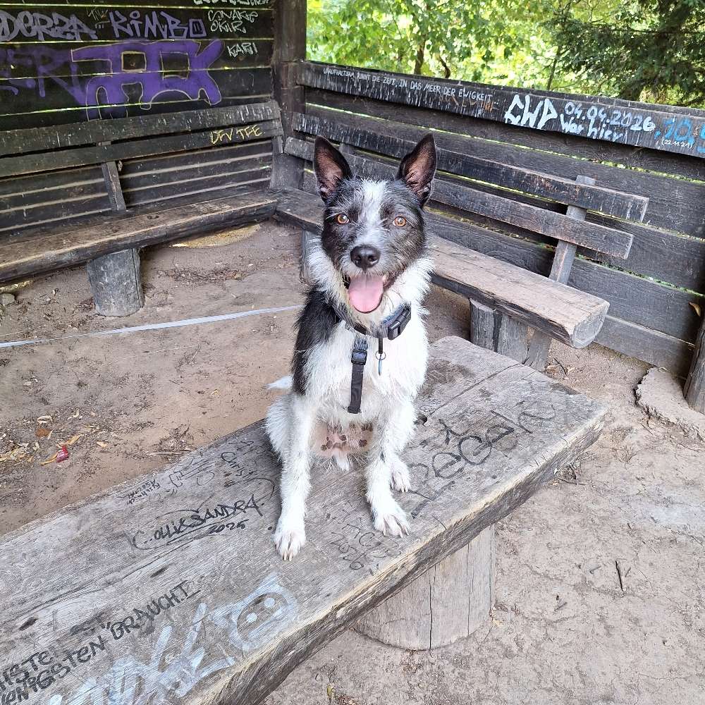 Hundetreffen-Oberlahr-Profilbild