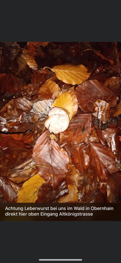 Giftköder-Achtung Leberwurst im Wald in Obernhain-Profilbild