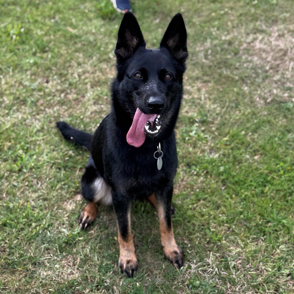 Hundetreffen-Spielen und Wandern-Profilbild