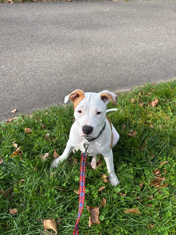 Hundetreffen-Vom gemeinsamen Leinenlauf bis zu Freispiel-Profilbild