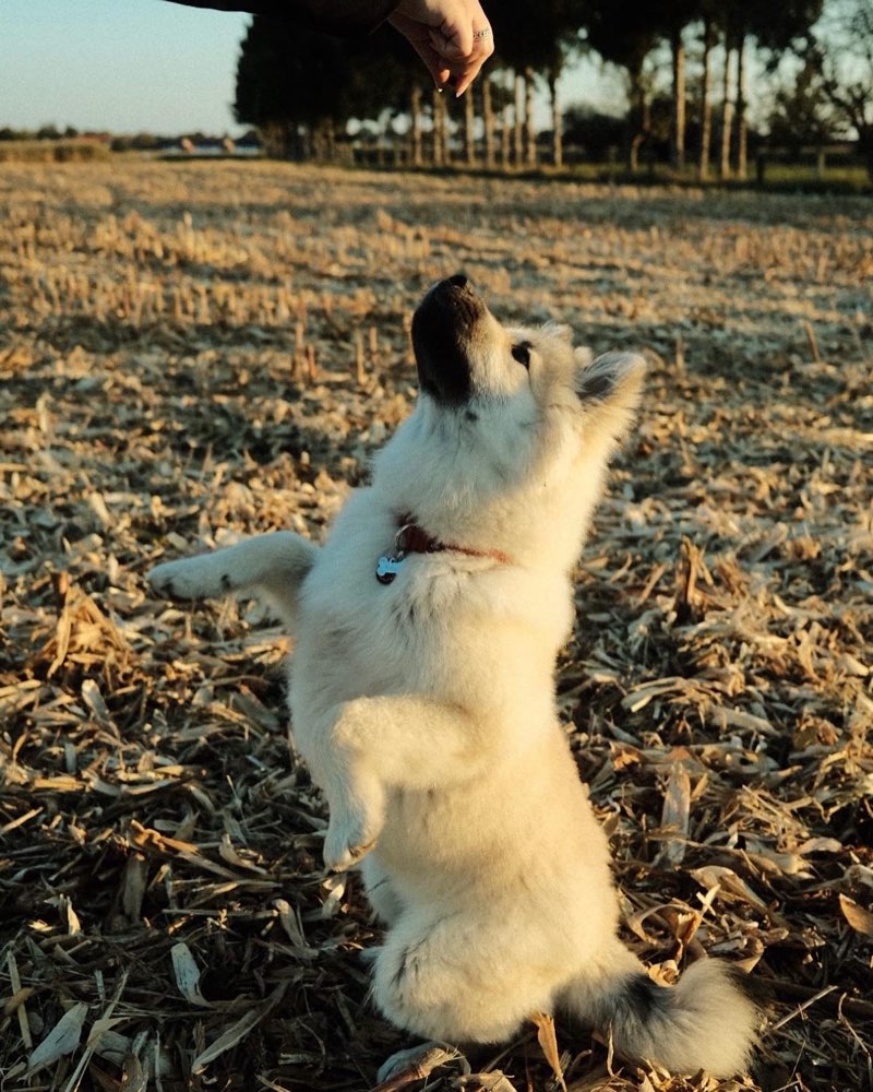 Hundetreffen-🦮Hundefreunde gesucht🐕‍🦺-Profilbild