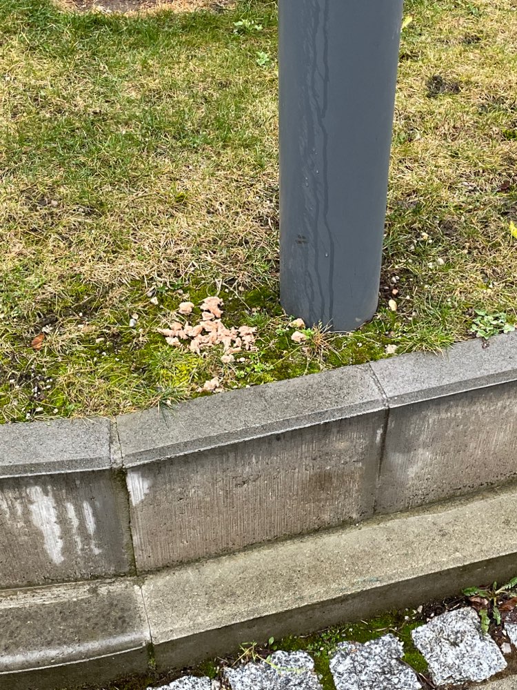 Giftköder-Mehrere Stellen mit Fleischresten-Profilbild