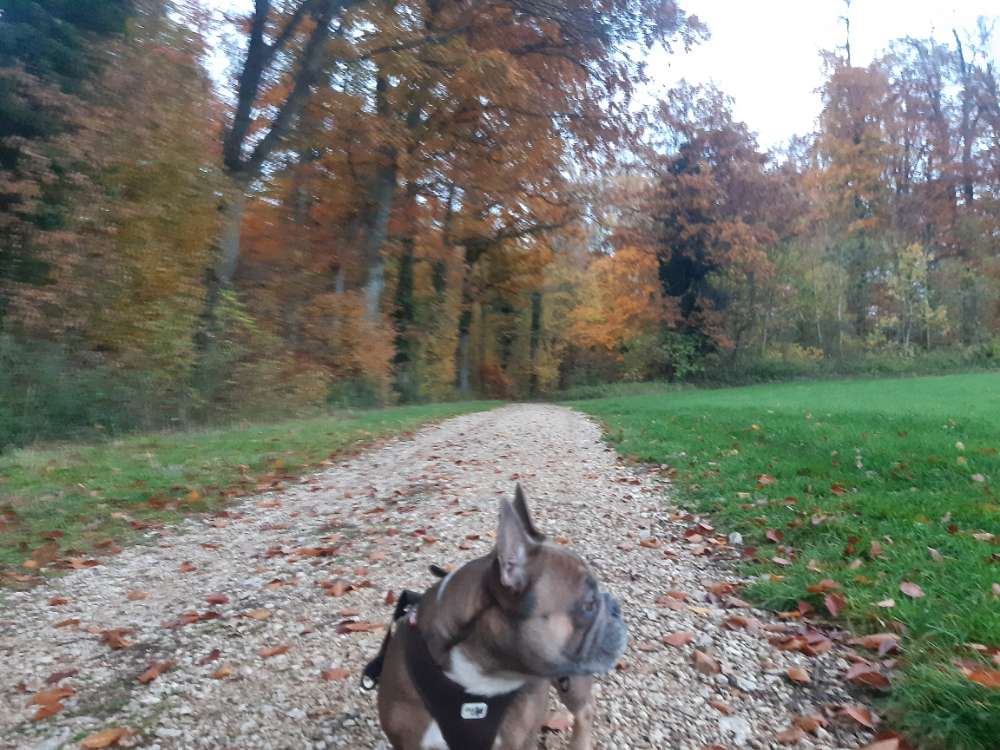 Hundetreffen-Trimmdichpfad - Schnuppern / toben / Balancetraining-Profilbild
