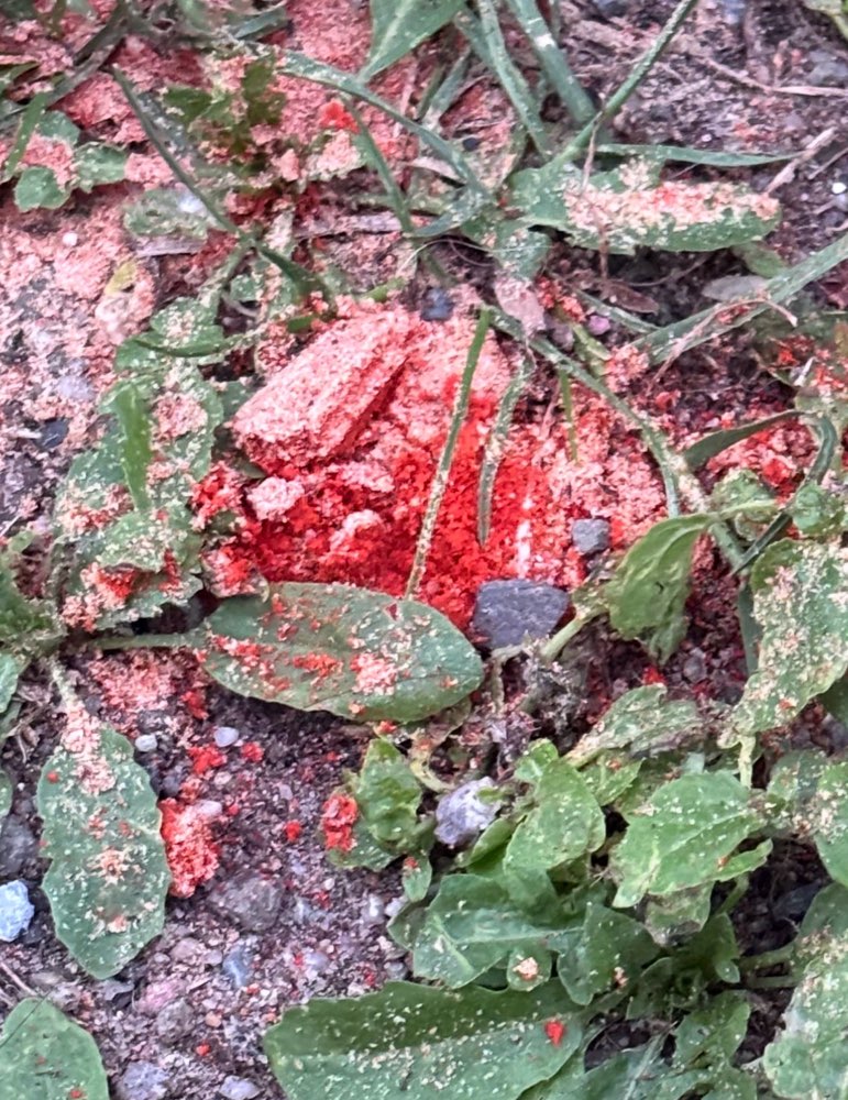 Giftköder-Mögliches Gift im Gras-Profilbild