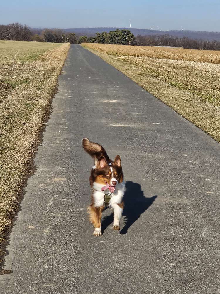 Hundetreffen-Einfach spass-Profilbild