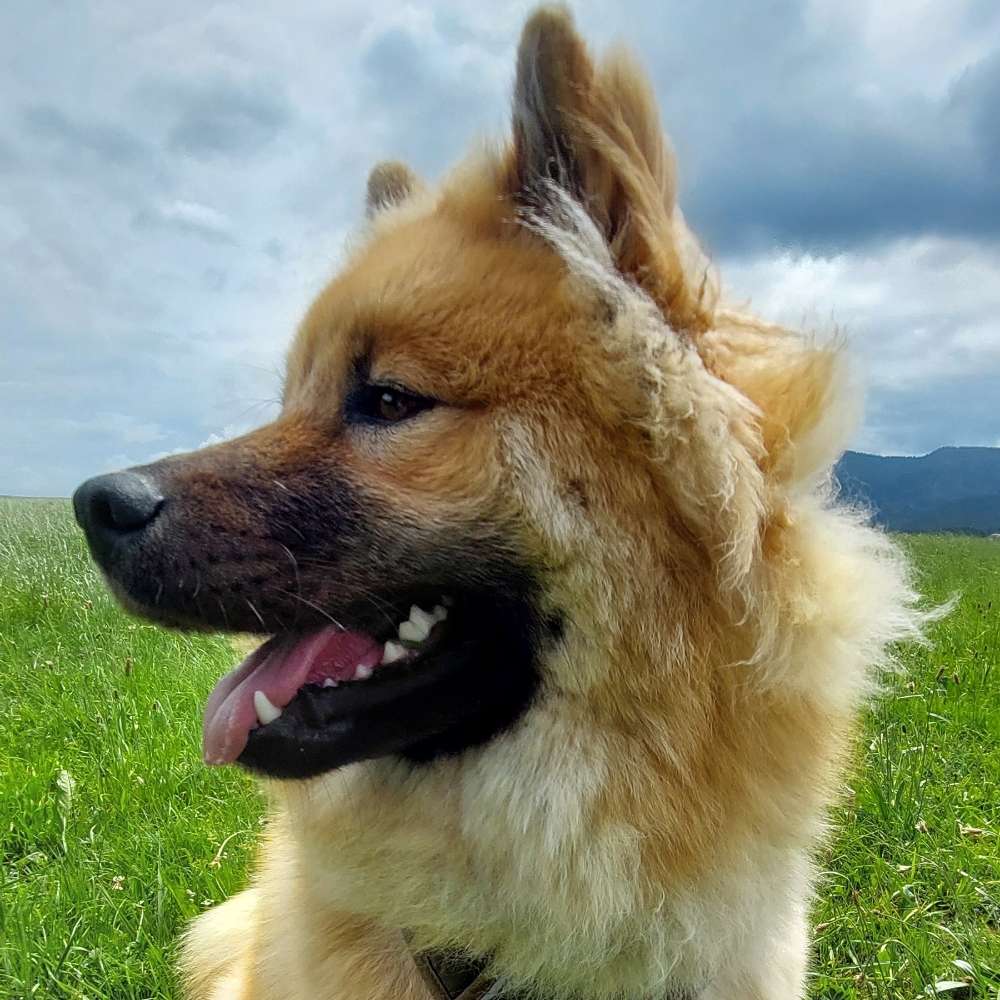 Hundetreffen-Gassi- und Spielrunde-Profilbild