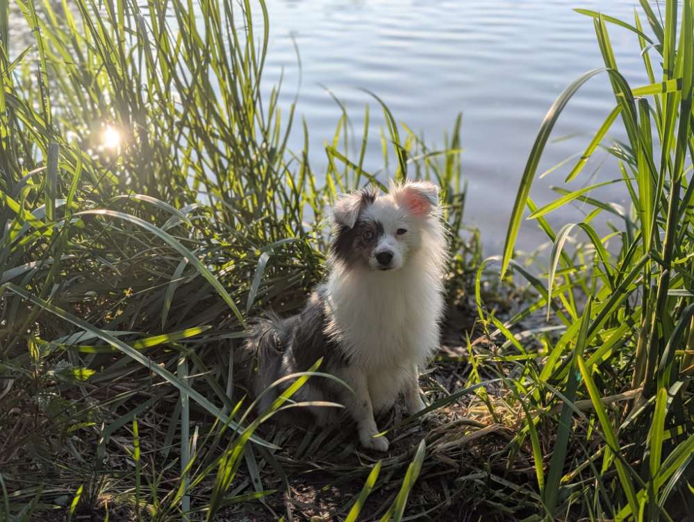 Hundetreffen-Spiel- und Gassifreunde für Arabella-Profilbild